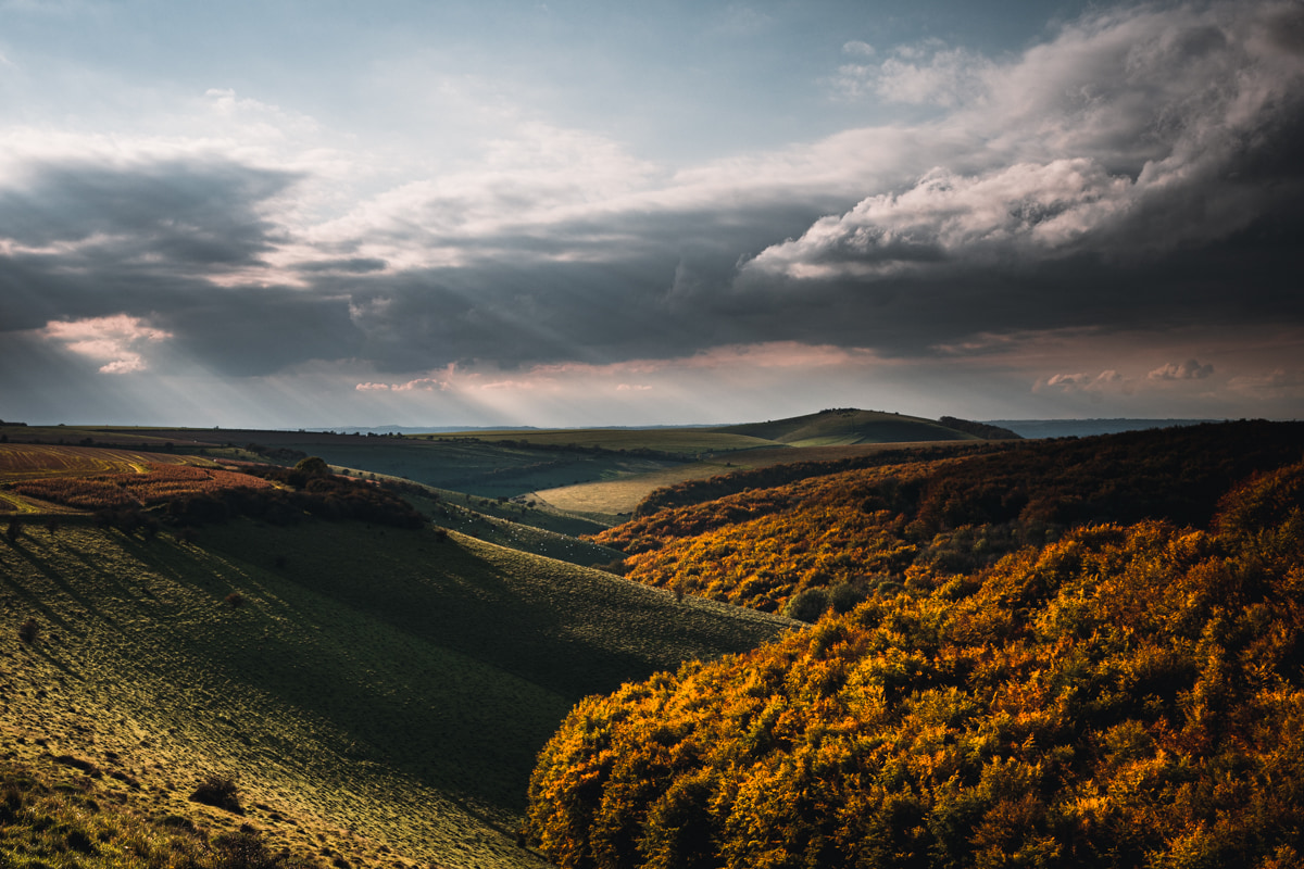 Autumn woodland photo